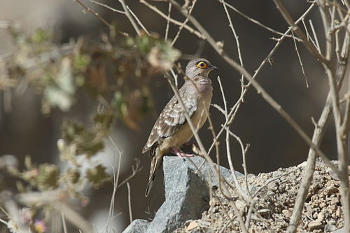 Bare-faced ground dove